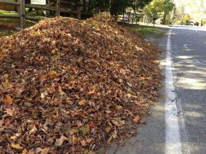 leaves-roadside